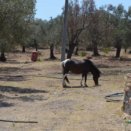 Zeytin Aquapark 3*